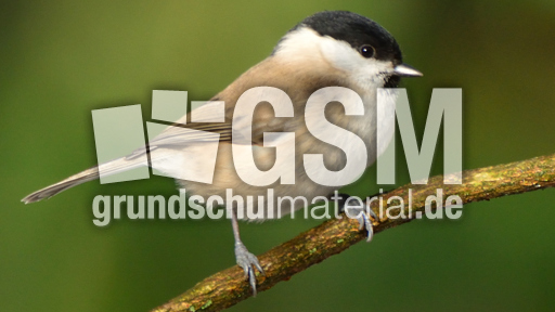 Tannenmeise (05).jpg